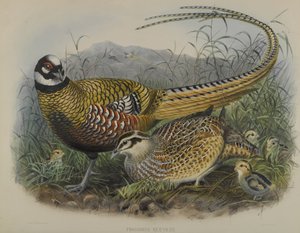 Phasianus Reevesii: Bažant Reeves